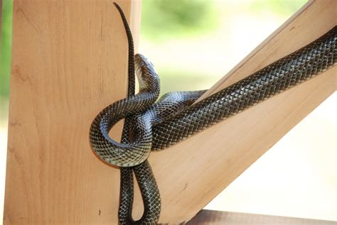 Snake Encounters of the Second Kind • Hokkaido .